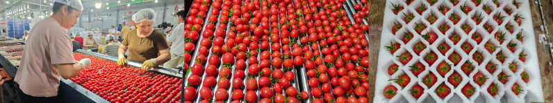 京东生鲜电白千禧12°小番茄来了!2 京东生鲜电白千禧12°小番茄来了!2