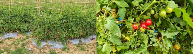 京东生鲜电白千禧12°小番茄来了!1 京东生鲜电白千禧12°小番茄来了!1