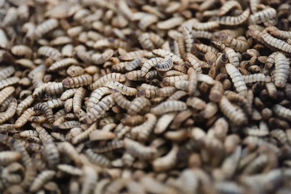 茅台跨界杀入宠物圈 昆虫蛋白宠粮引热议