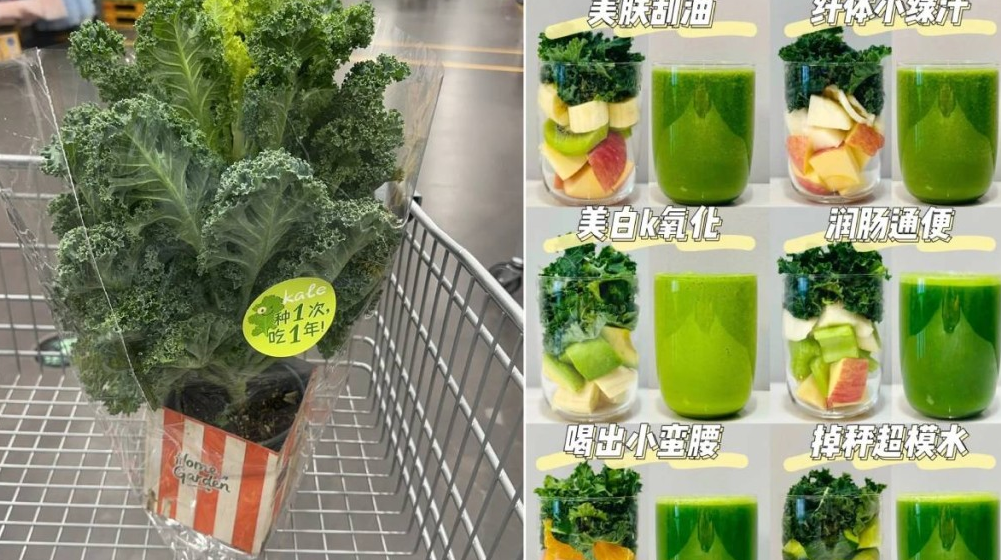 羽衣甘蓝 羽衣甘蓝