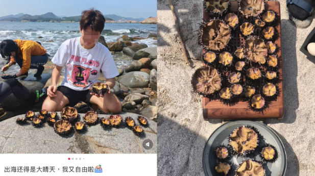 游客西贡捉海胆惹议 游客西贡捉海胆惹议