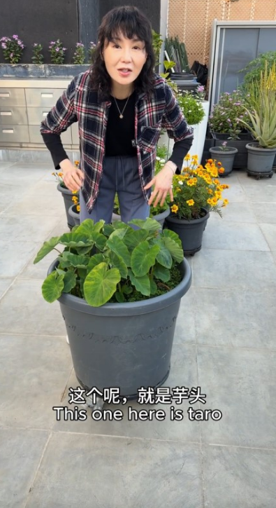 张曼玉近日分享她于香港豪宅天台当城市农夫的影片。 张曼玉近日分享她于香港豪宅天台当城市农夫的影片。