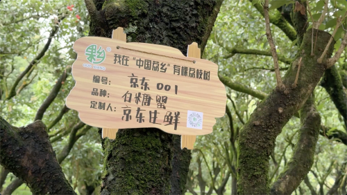 京东将广东荔枝销往西藏8 京东将广东荔枝销往西藏8