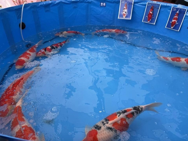 锦鲤1 锦鲤1